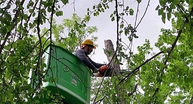 Doğa Dostu Budama Çalışmaları Sürüyor