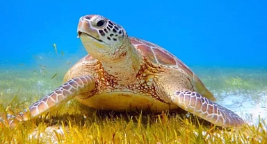 Caretta carettalar için 'sessizlik' uyarısı