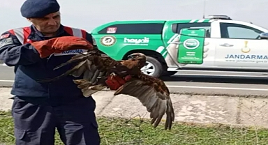 Edirne'de jandarmanın bulduğu yaralı şahin, tedaviye alındı