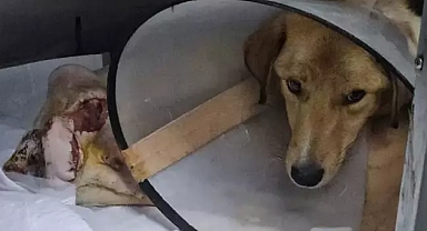 Hamile köpek pompalı tüfekle vuruldu, yavrusu öldü