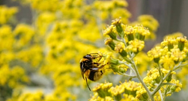 Alerji Mevsimi Başlıyor!