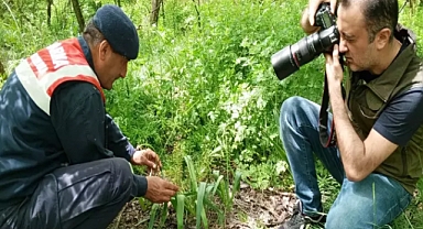 Jandarma ve DKMP ekiplerinden 'Edirne sümbülü'nün yayılış alanlarında kontrol