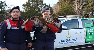 Jandarmanın bitkin halde bulduğu şahin, tedaviye alındı