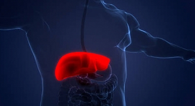 Karaciğer Sağlığını Desteklemek Mümkün