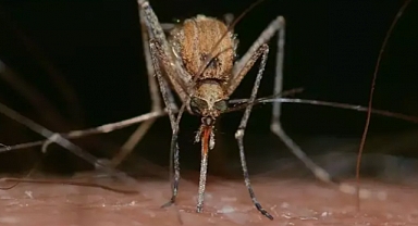 Sıcak geçen kışla birlikte sivrisinek tehlikesi