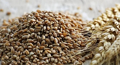 TÜRİB Elektronik Ürün Senedi Piyasası’nda Buğday, Mısır ve Arpa Fiyatları Bu Hafta Hafif Dalgalandı