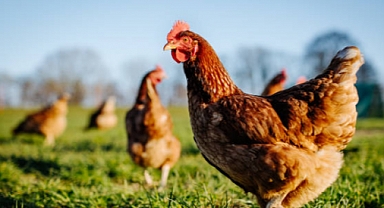 TÜİK Verilerine Göre Kümes Hayvancılığı Üretiminde Önemli Artışlar