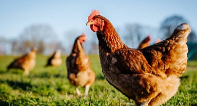 204 bin 912 ton tavuk eti üretildi