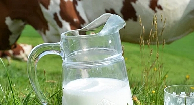 982 Bin 322 Ton İnek Sütü Toplandı