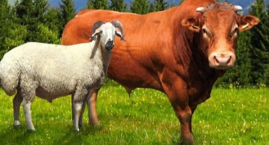 A-101'de Kurbanlıklar Görücüye Çıktı