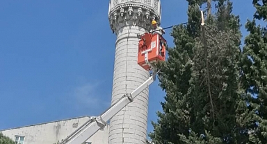 Ağaç Budama Çalışmaları Yapıldı