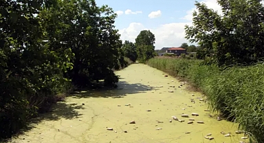 Bayır Deresi, kirlilikten yeşile büründü