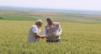 Edirne'de buğday ekili tarlalarda hastalık ve zararlıya rastlanmadı