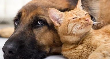 Evde Evcil Hayvan Beslemenin Tehlikeleri