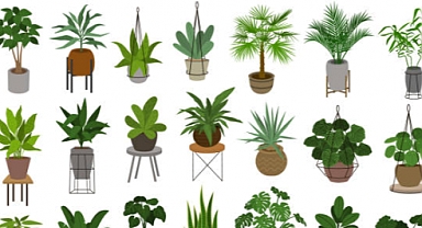 Evde Yetiştirmeye Uygun Bitkiler