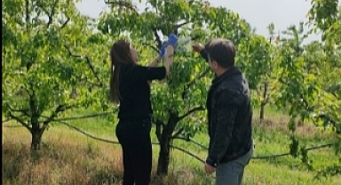 Feromon Tuzakları Asıldı