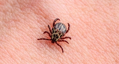 Kene İle Mücadelede Etkili Yöntemler