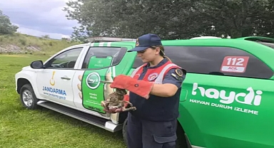 Kırklareli'de jandarmanın yaralı bulduğu tavşan ve yavru kuş tedaviye alındı
