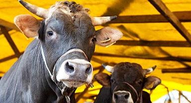 Kurbanlık Seçimi Nasıl Yapılmalı