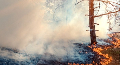 Ormanda Ateş Yakmanın Zararları! Dikkat Edilmesi Gereken Unsurlar...