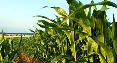 Tarım Ürünlerinde Fiyatlar Geriledi!