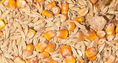 TÜRİB ELÜS Piyasasında Buğday, Mısır ve Arpa Fiyat Gelişimi