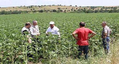 Edirne'deki dolu yağışı; 1000 dekar ekili alan zarar gördü