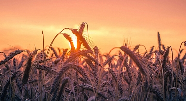 BABAESKİ'NİN BEREKETLİ TOPRAKLARI