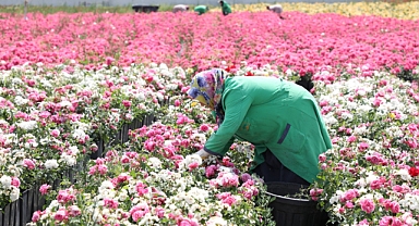 İSTANBUL 33 ÇEŞİT GÜLLE RENKLENECEK