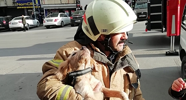 İSTANBUL İTFAİYESİ 5 AYDA 6 BİN HAYVAN KURTARDI