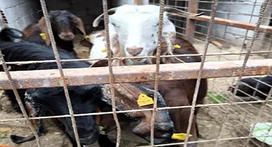 Kırklareli'ye kaçak getirilen hayvanlara el konuldu