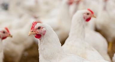 Kümes Hayvancılığı Üretiminde Artış