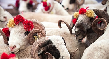 Kurban Seçimi Nasıl Yapılmalı?