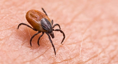 Kenelere Karşı Nasıl Korunabiliriz?