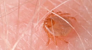 Kırım Kongo Kanamalı Ateşi Riski Yükseliyor