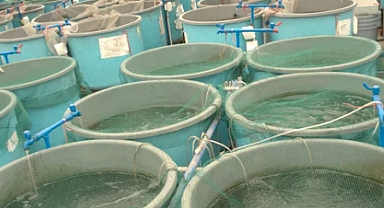 Su Ürünleri Üretimi %18,6 Arttı!