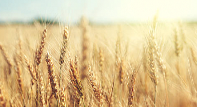 Buğday Mısır Arpa Fiyatlarında Haftalık Değişim