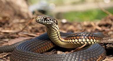 Yaz Aylarında Karşılaşabileceğiniz Yılan Türleri