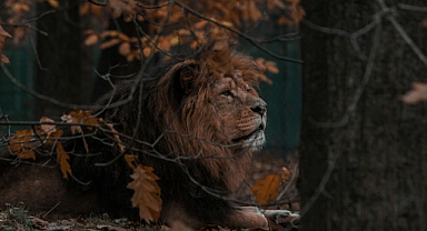 ASLAN BURCUNA ÖZEL!