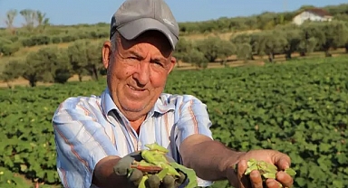 Ata tohumu ile ekilen 'kınalı bamya'nın coğrafi işaret alması için çalışma başlatıldı