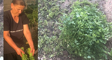 DOĞADAN SOFRALARA MAYDANOZ ŞÖLENİ