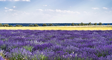 DOĞANIN İNCİSİ LAVANTA, TÜRKİYE'NİN YENİ TARIM GÖZDESİ OLUYOR