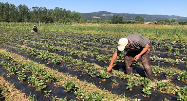 DOĞAYLA İÇ İÇE ÇİLEK ÜRETİM MERKEZİ: ARMAĞAN KÖYÜ