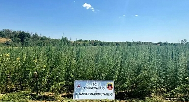 EDİRNE'DE TARLADA 2 MİLYON 65 BİN KÖK HİNT KENEVİRİ ELE GEÇİRİLDİ