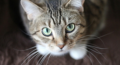 EVDE KEDİ BAKIMI VE MUTLULUĞUN SIRLARI