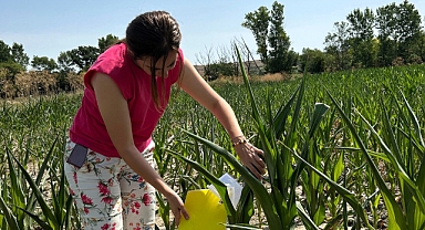FEROMON TUZAKLARI ÖNEM TAŞIYOR
