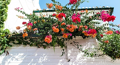 Gül Yetiştirmek Artık Çok Daha Kolay! Bahçe Tutkunları İçin İpuçları ve Bilgiler