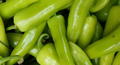 ÇİFTÇİNİN YAZ EMEĞİ