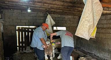 Kırklareli İl Tarım ve Orman Müdürlüğü, Buzağı Küpeleme Çalışmalarını Sürdürüyor