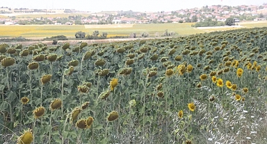 Kırklareli'de Ayçiçeği Hasadı Başladı: Tarım ve Ekonomi İçin Önemli Dönem
